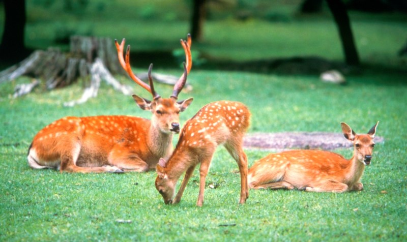 Deer roaming freely in Nara Park